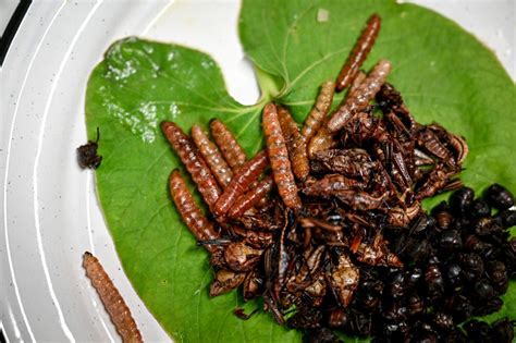 PHOTOS: Denver chef brings insects to menu